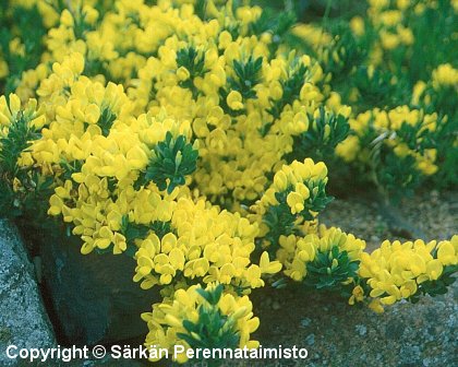 Cytisus decumbens